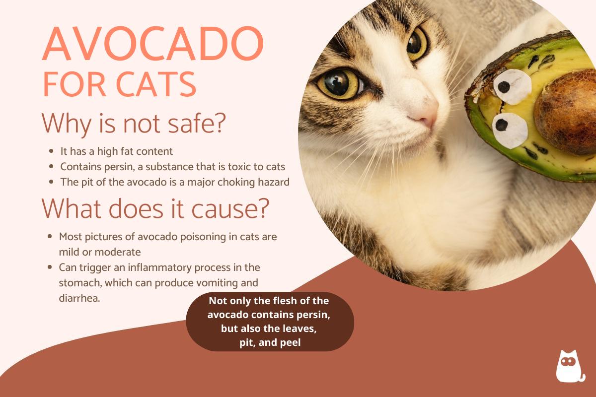 Can Cats Eat Avocado Signs of Poisoning and What to Do