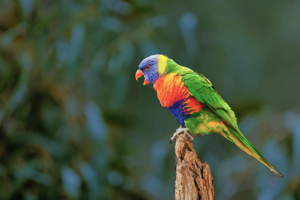 Why Can Parrots Talk Like Humans?