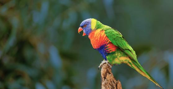 Why Can Parrots Talk Like Humans?
