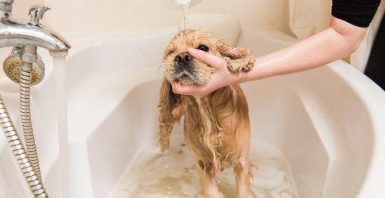 Can I Wash My Dog With Dish Soap?