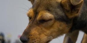 My Dog Got Stung by a Wasp, What Should I Do?