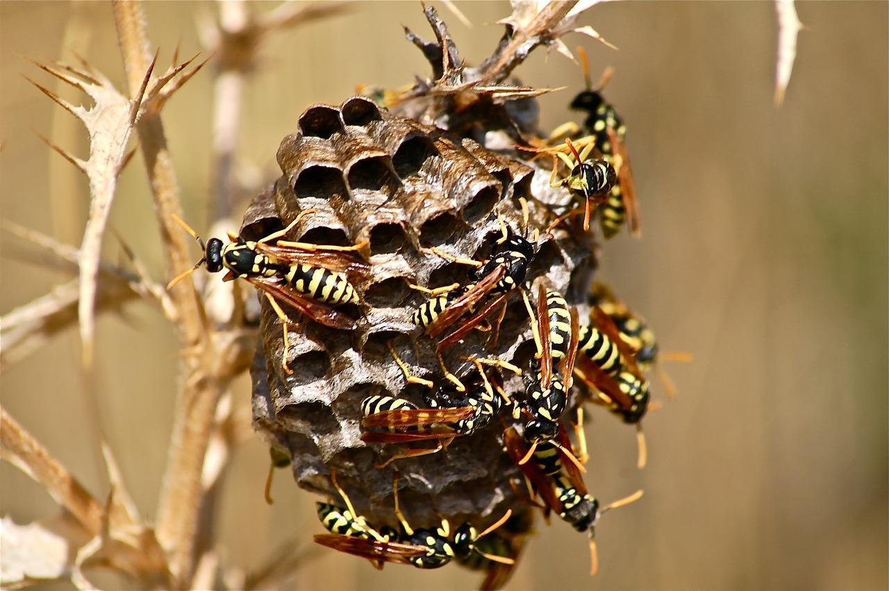 Differences Between Wasps Hornets And Bees