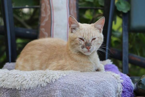 Cryptococcosis in Cats - Cryptococcus Infection