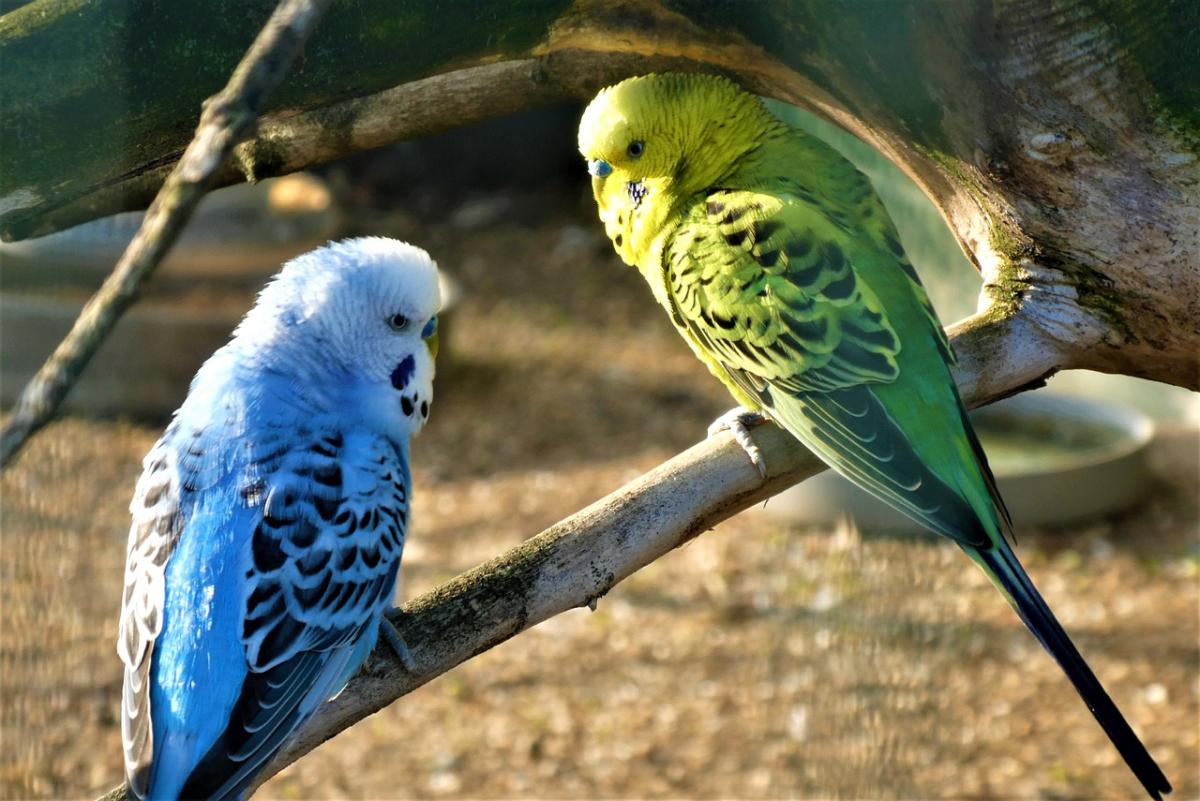 Do Parakeets Like Music?