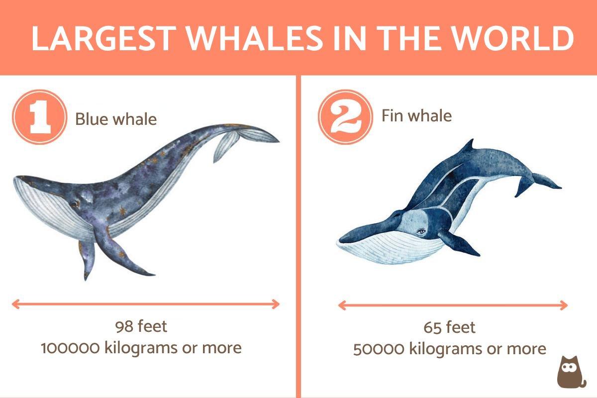 Which Are the Largest Whales in the World and How Big Are They?