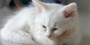 Azotemia in cats - Types, Symptoms and Treatment