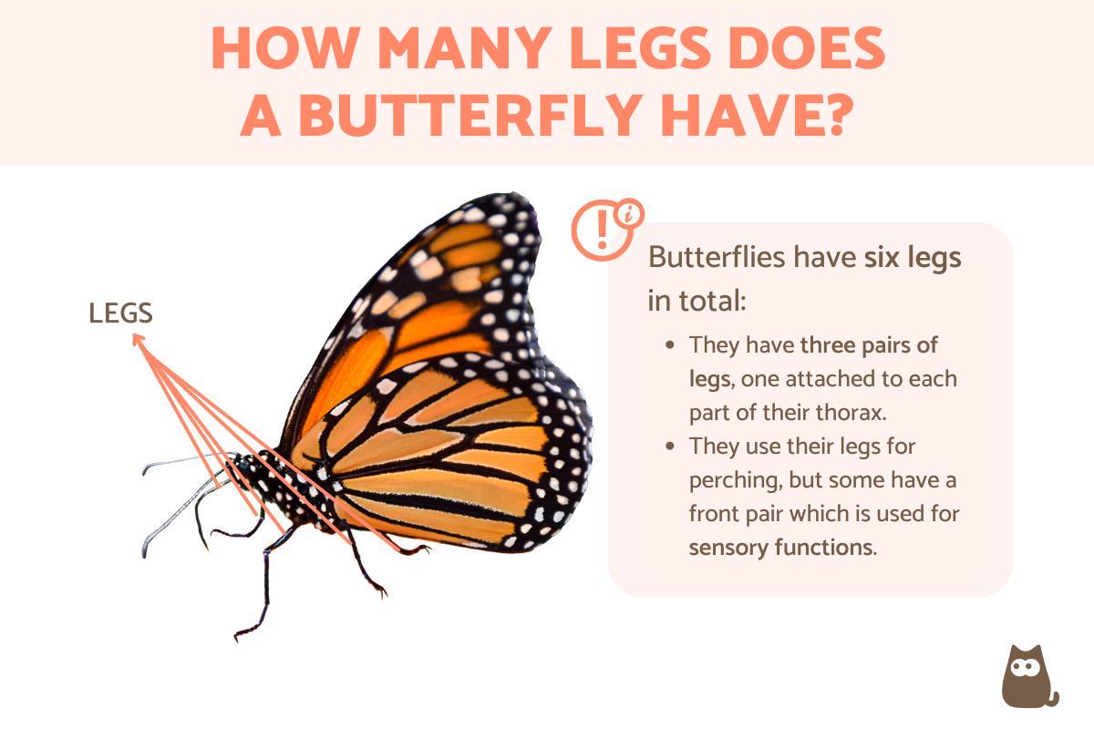 How Many Legs Do Butterflies Have?