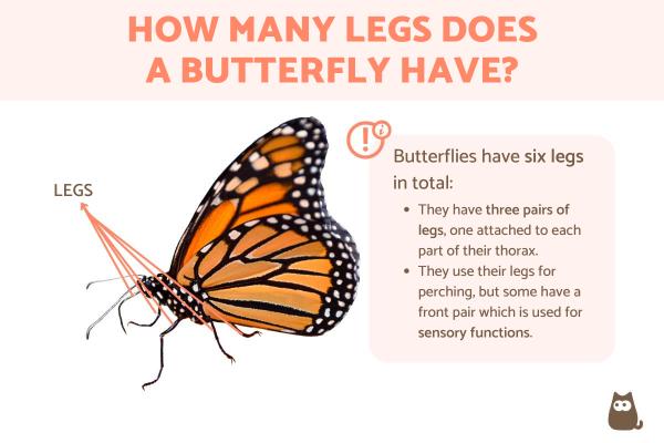 How Many Legs Do Butterflies Have?