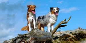 Marathi Names for Dogs - With Meanings
