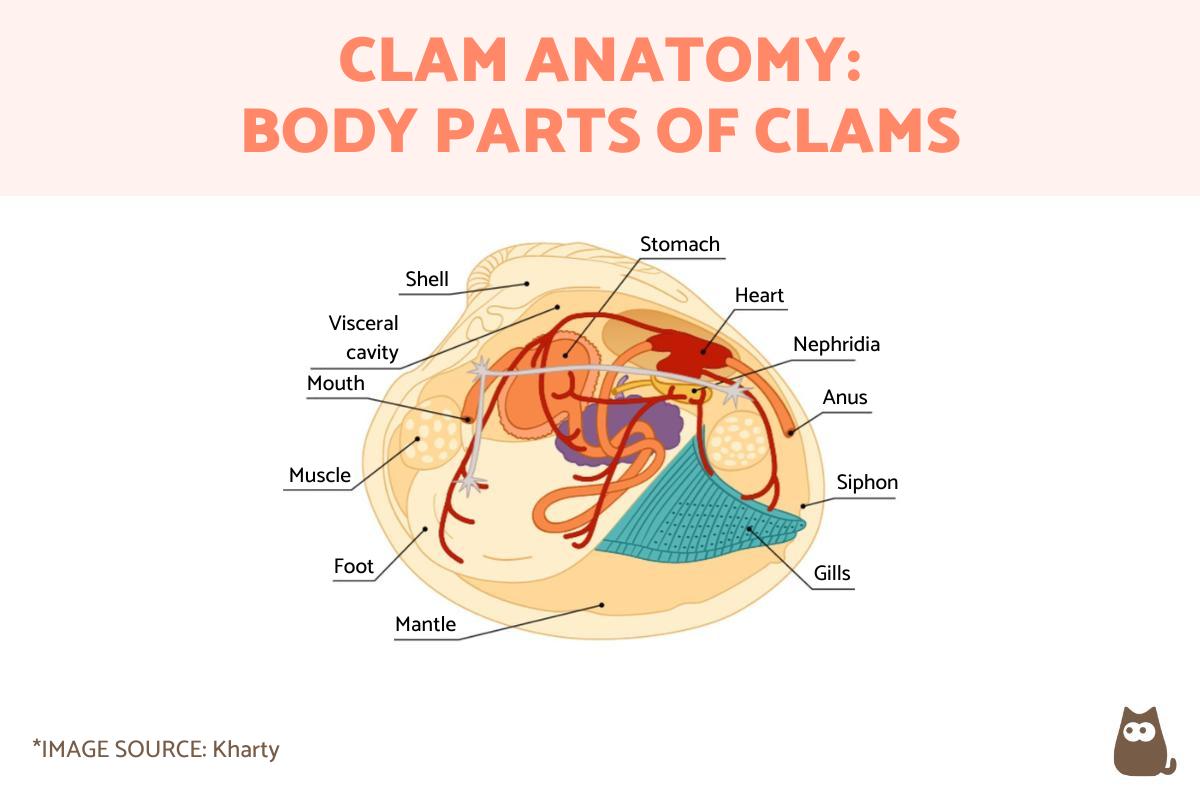 Clam Anatomy - Parts of a Clam