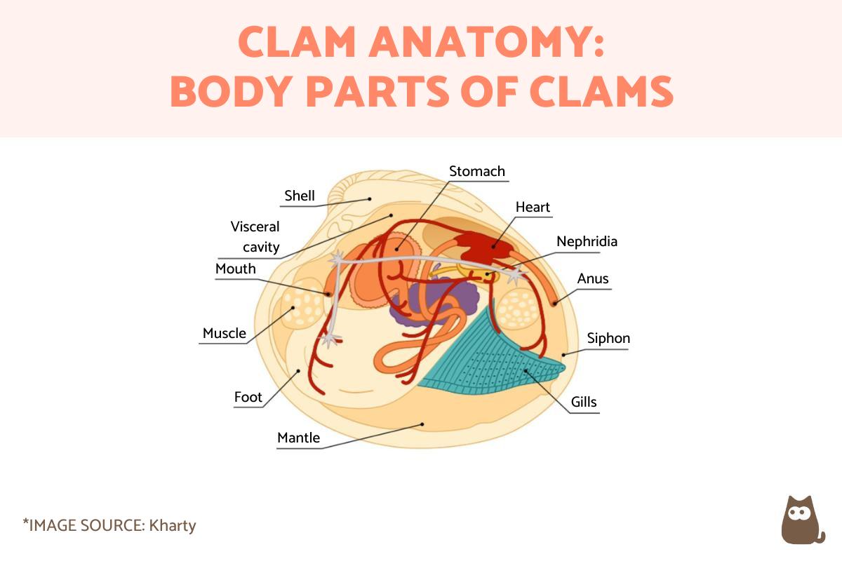 Clam Anatomy - Parts of a Clam With Diagram