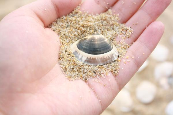 Clam Anatomy - Parts of a Clam With Diagram