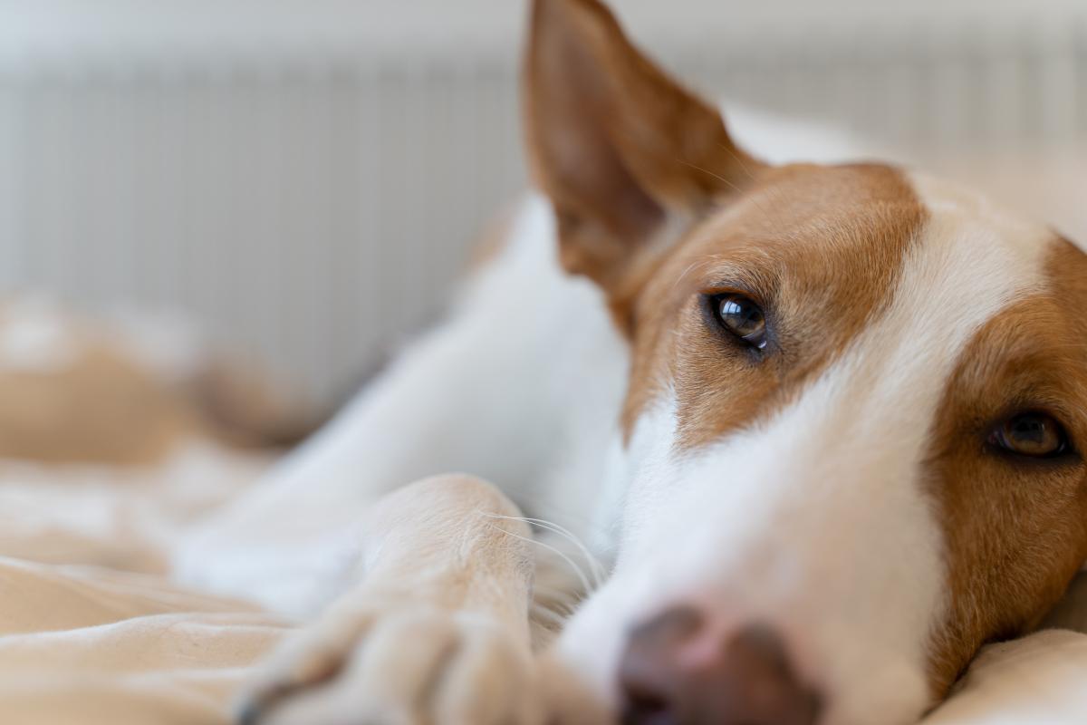 Can You Have a Podenco in an Apartment?