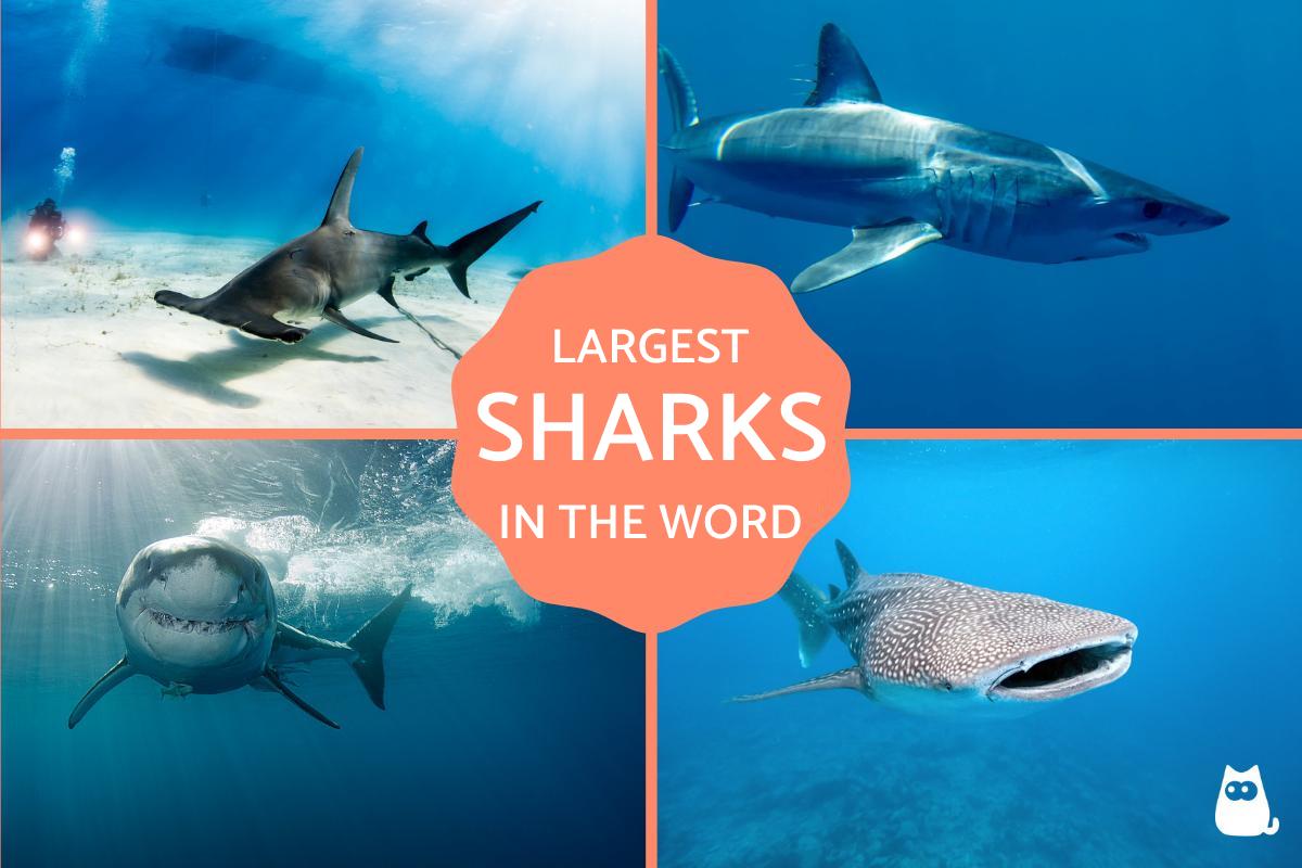 The 10 Largest Sharks in the World
