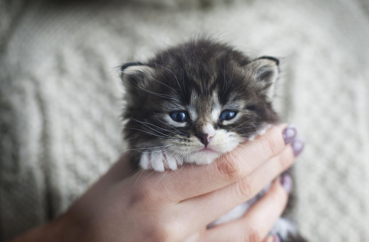 Unique Kitten Names