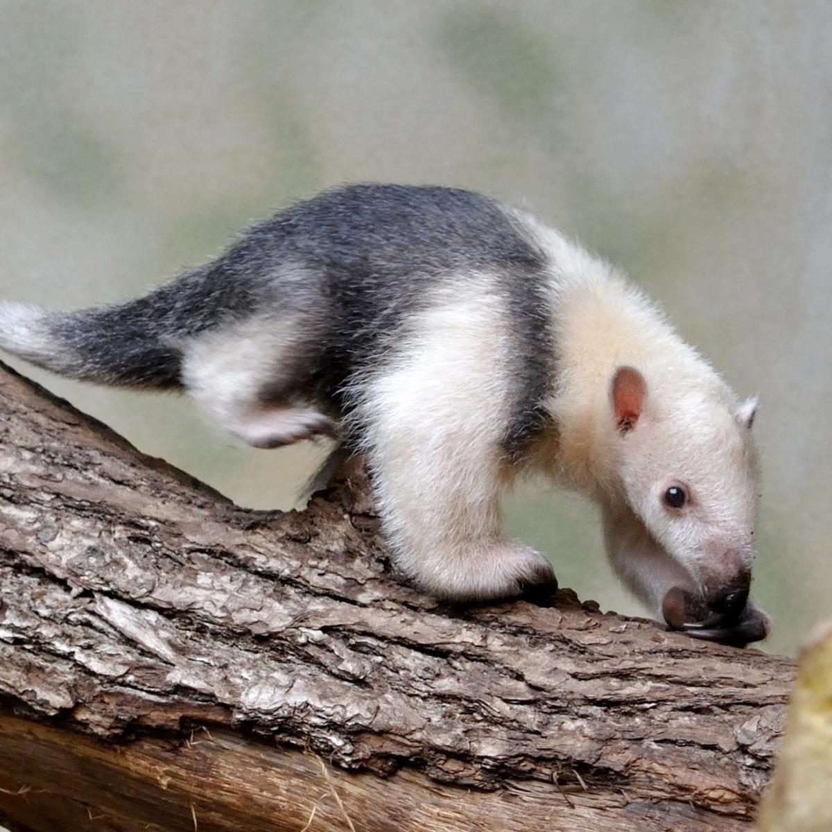 Where Do Anteaters Live?
