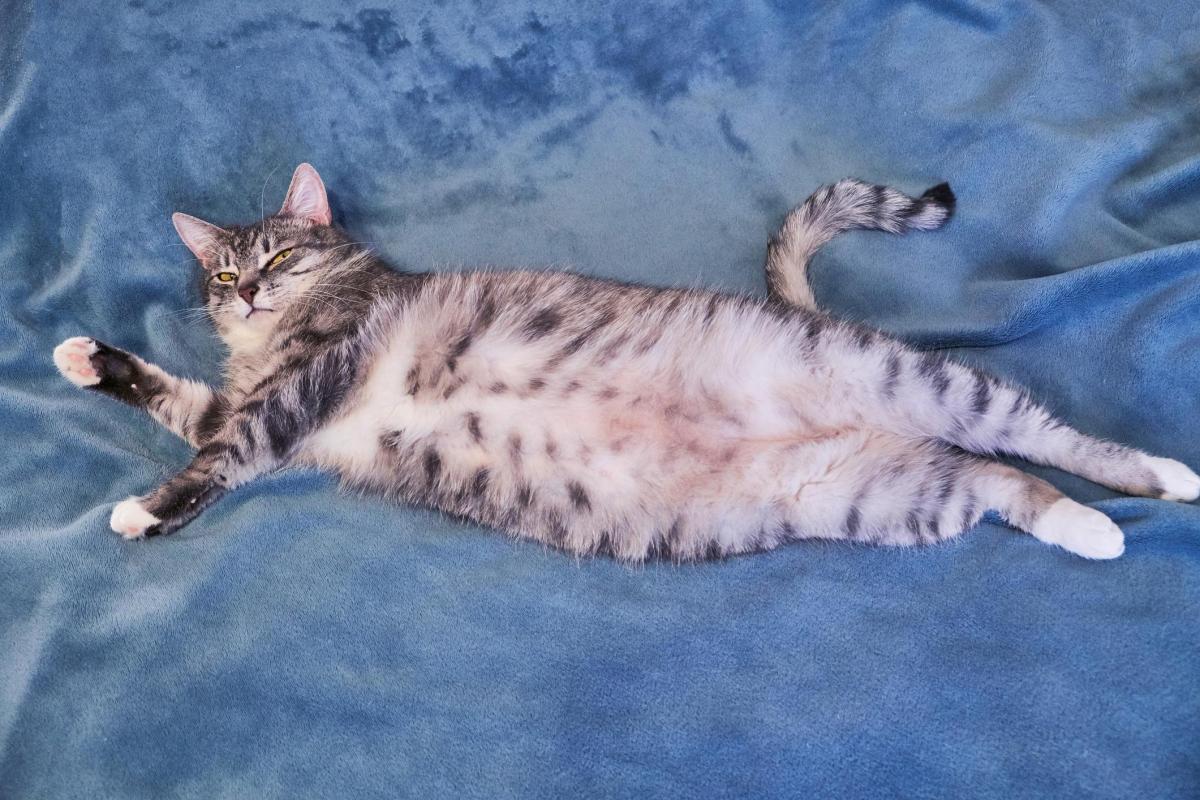 Do Cats Have Belly Buttons?