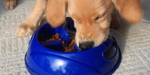 Benefits of Slow Feeders for Dogs