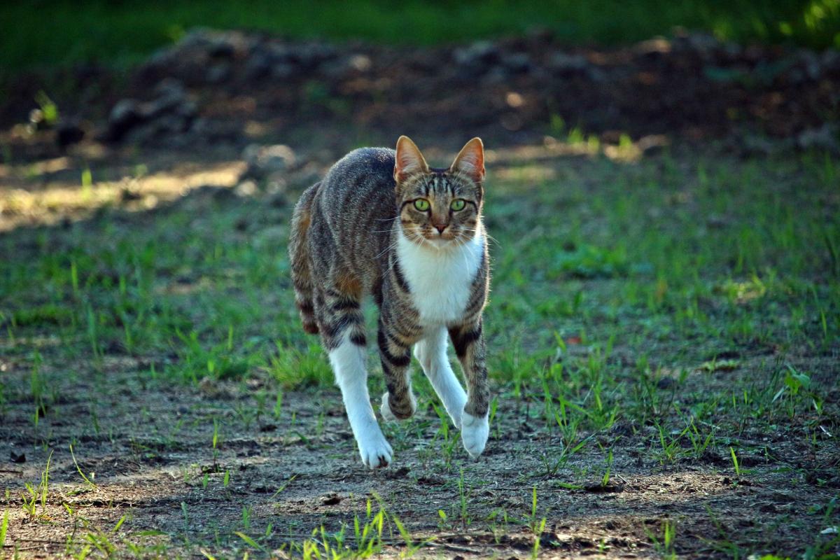 Can Cats Run Faster Than Humans?