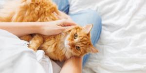 Why Is My Cat Pretending to Nurse?