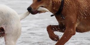 Crossbred or Designer Dogs: The 12 Most Popular Breed Crossings
