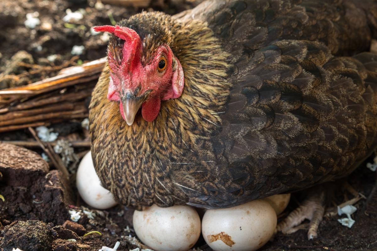 How Many Eggs Does a Hen Lay?