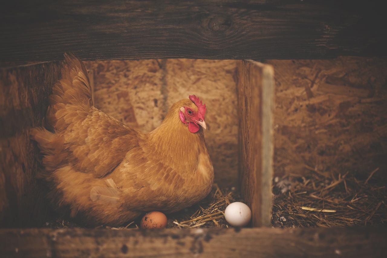 The Secret Behind How Many Eggs A Single Hen Truly Lays