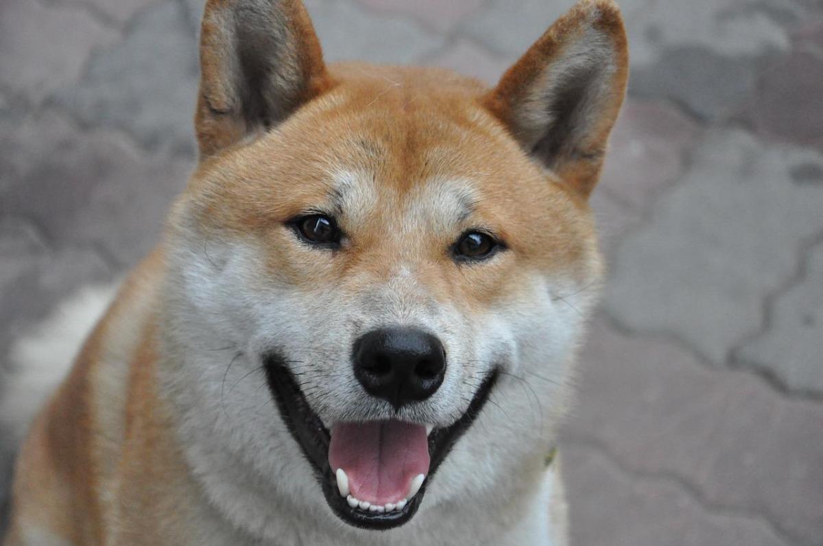 Most Independent Dog Breeds