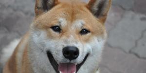 Most Independent Dog Breeds
