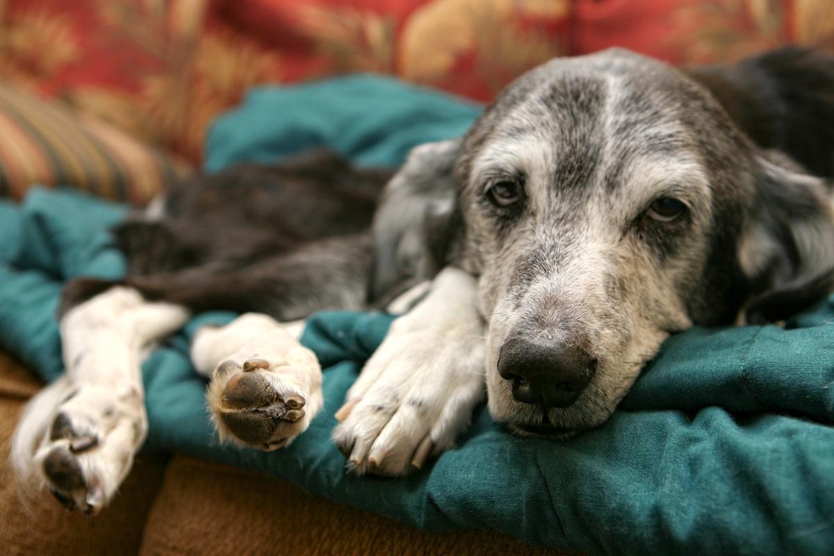 What Is the Life Expectancy of Dogs With Dementia?