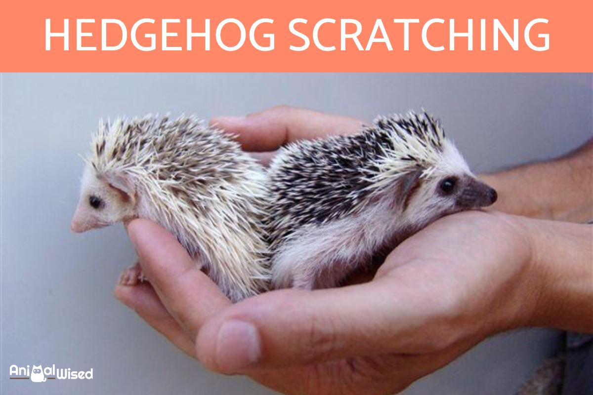 Why Does My Hedgehog Scratch So Much?