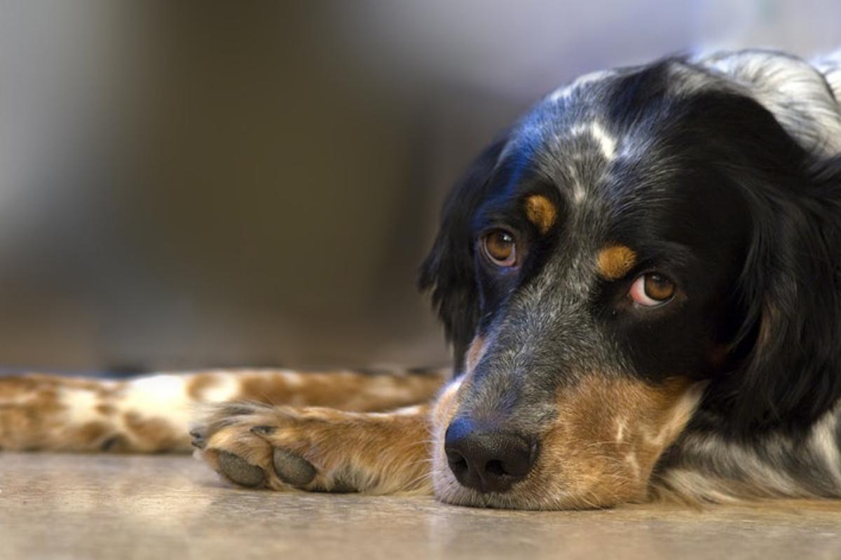 My Dog's Stomach Is in Pain When I Touch It