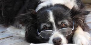 The 5 Smartest Dog Breeds
