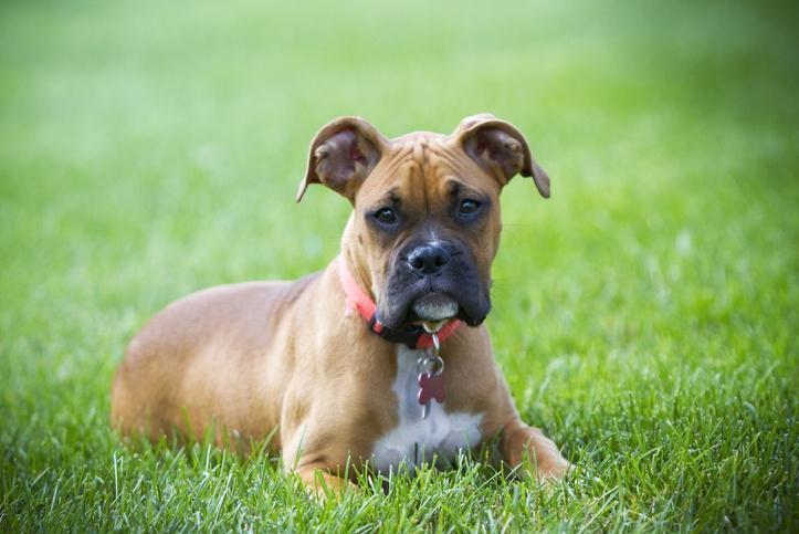 American boxer dog cheap