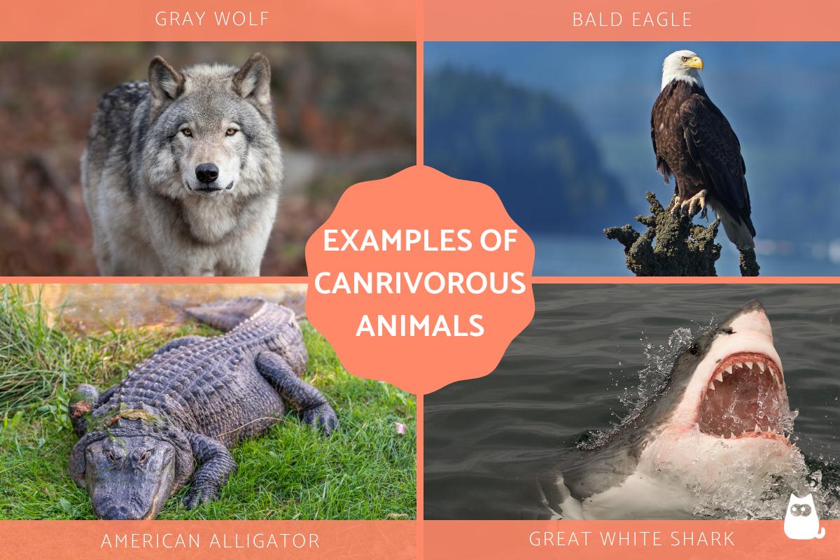 Examples of Carnivores in Ecosystems