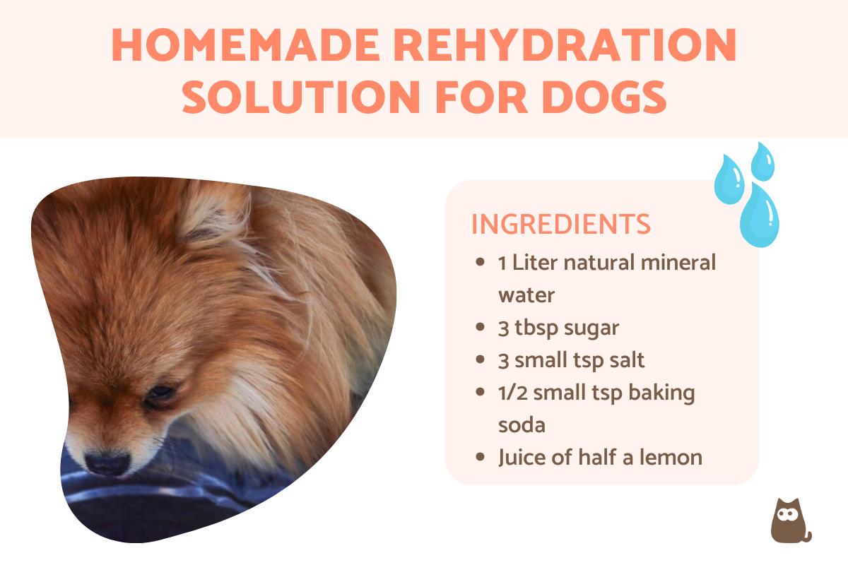 Homemade Solution for Dehydrated Dogs