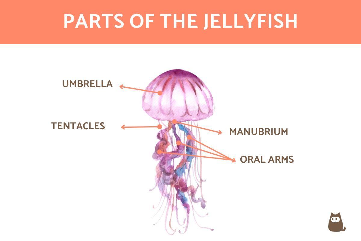 What Are the Parts of Jellyfish?