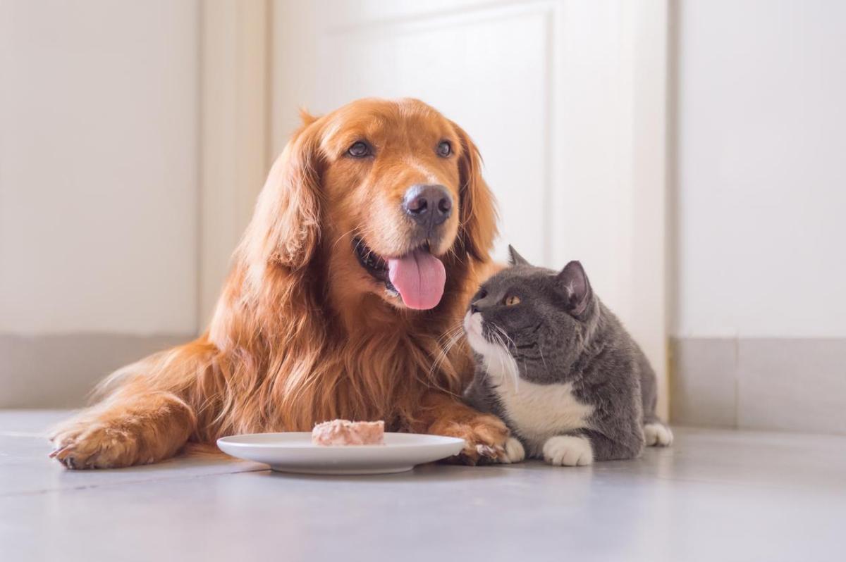 Is Tuna Safe for Dogs?