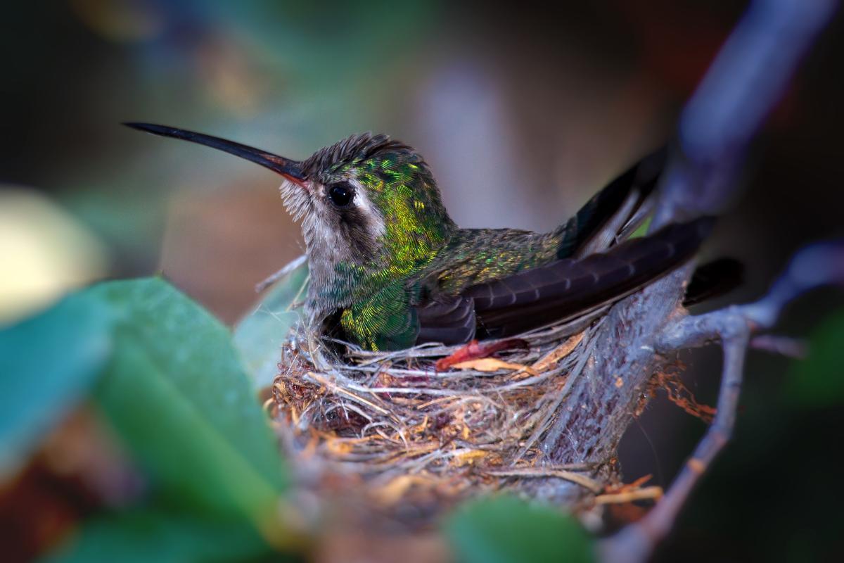 What Does a Hummingbird Nest Look Like?