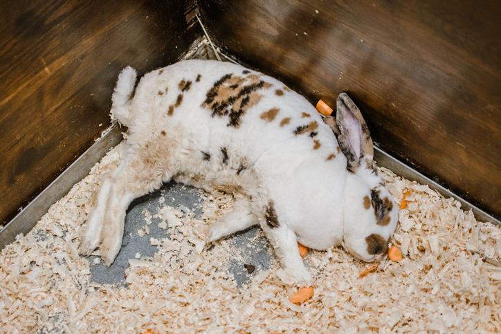 Symptoms of a Sick Rabbit - 10 Signs Your Bunny is Ill