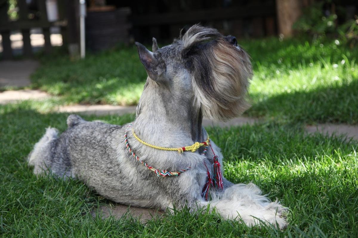 Standard Schnauzer Hairstyles