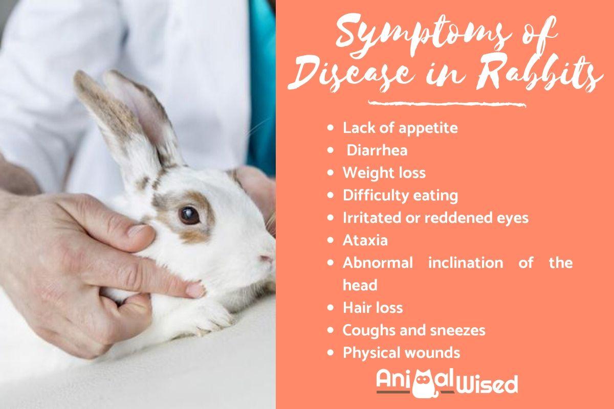 Symptoms of a Sick Rabbit - 10 Signs Your Bunny is Ill