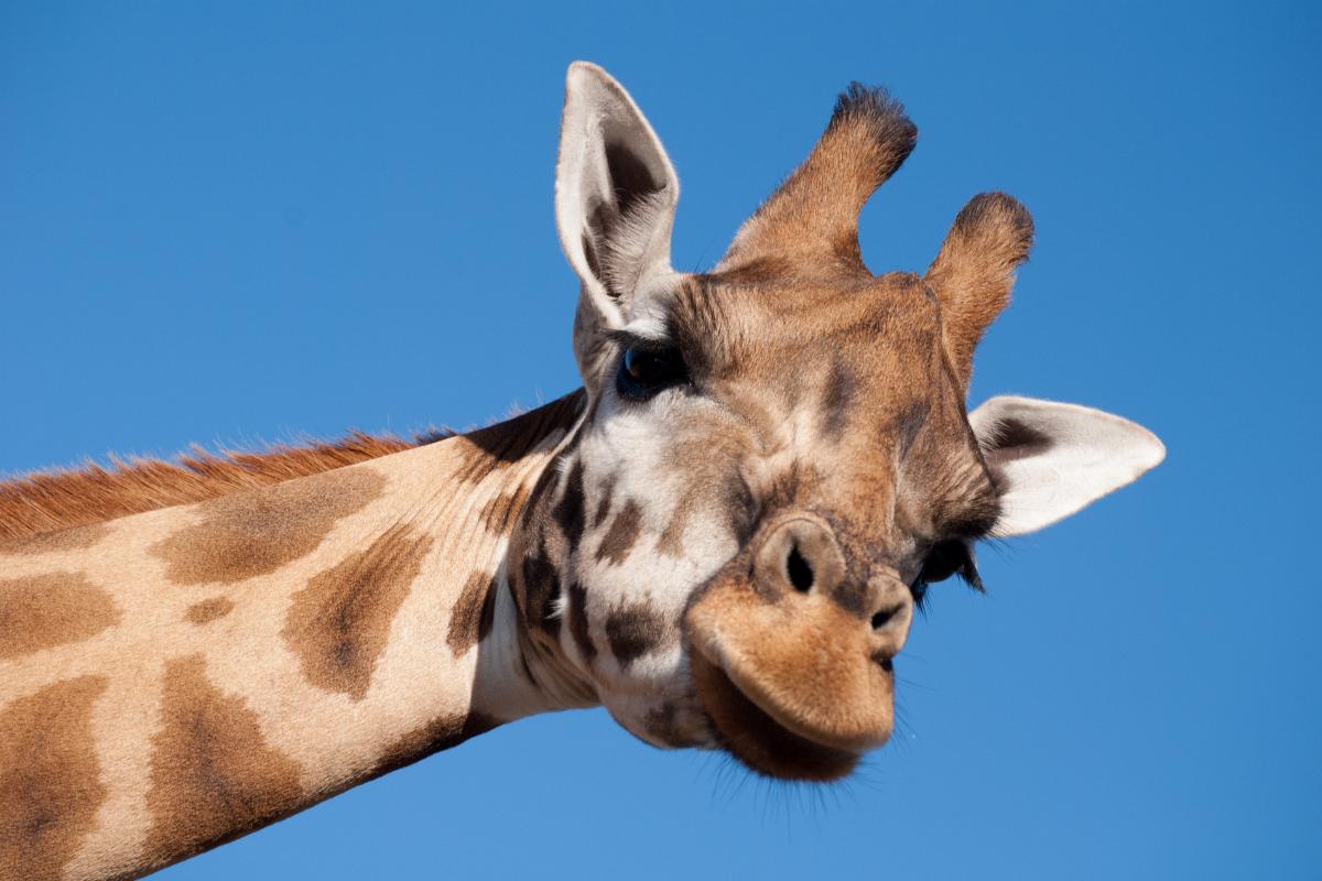 How Long Do Giraffes Live? Average Lifespan & Key Factors