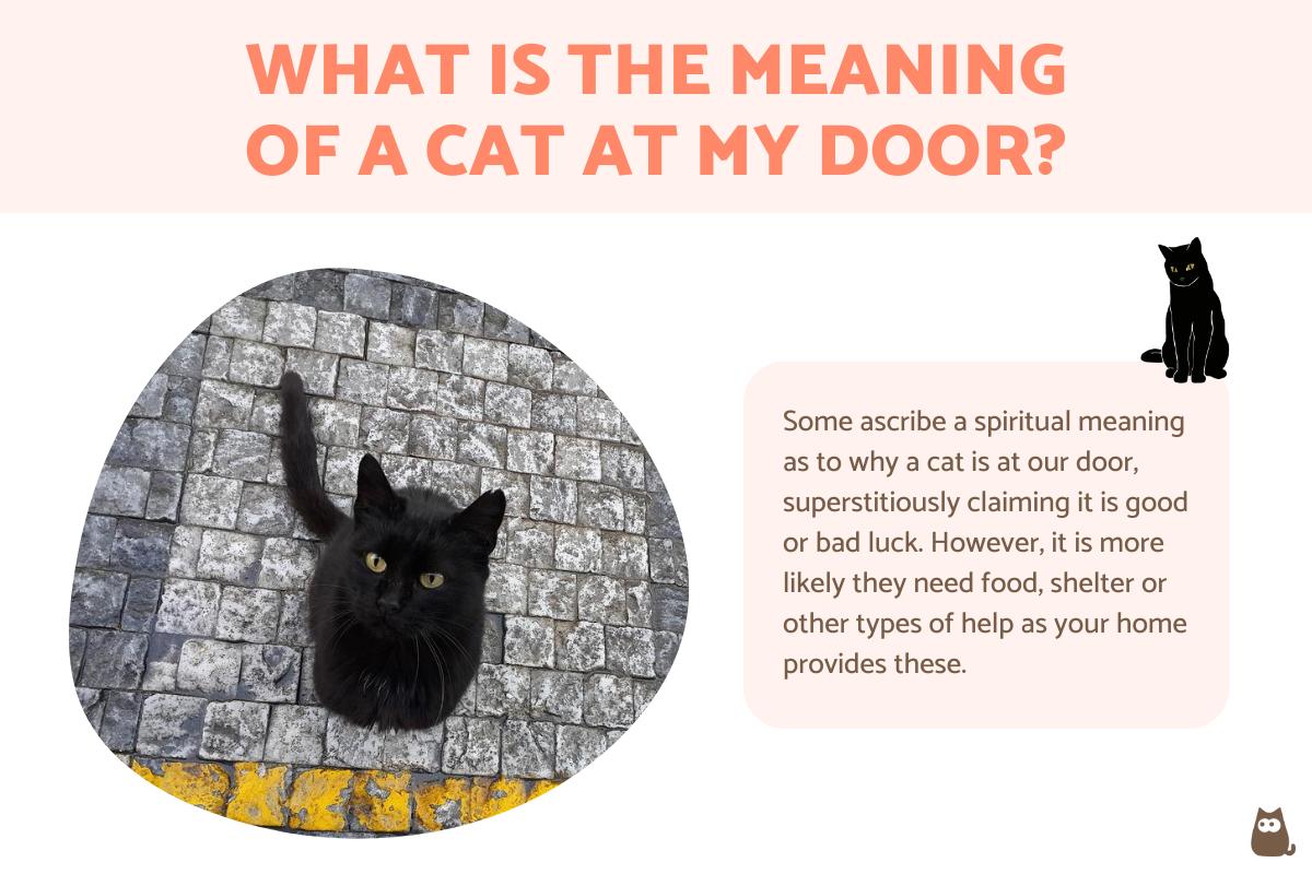 What Is the Meaning of a Cat at My Door?