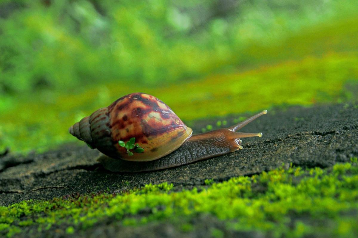 Is Snail an Invertebrate?