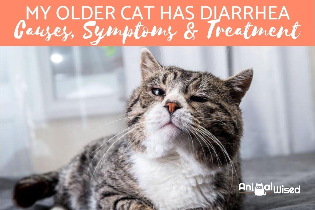 My Older Cat Has Diarrhea