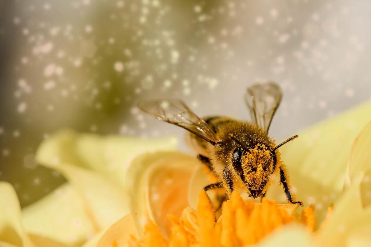 Different Types Of Honey Bees - Species & Characteristics