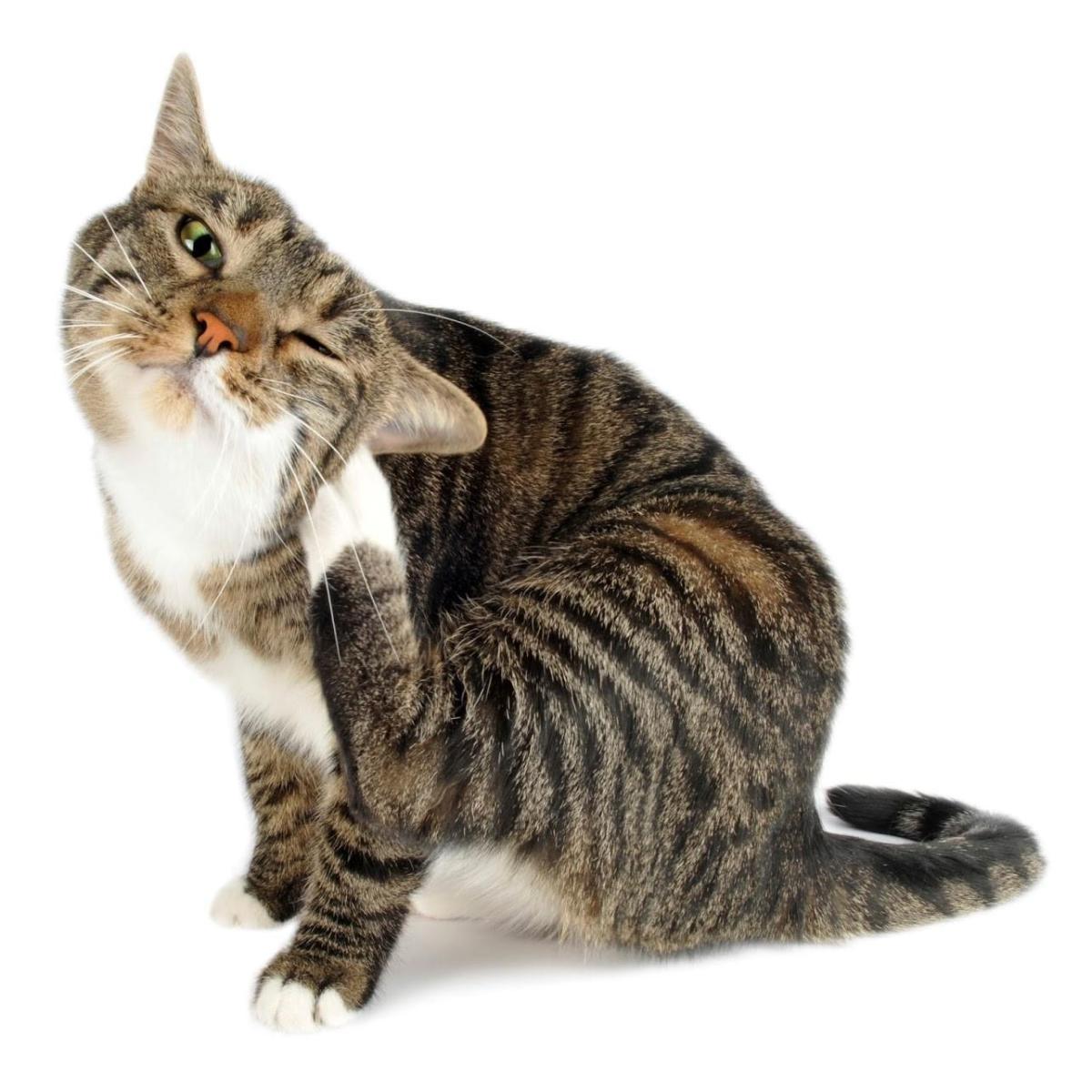 Home Remedies for Fleas in Cats