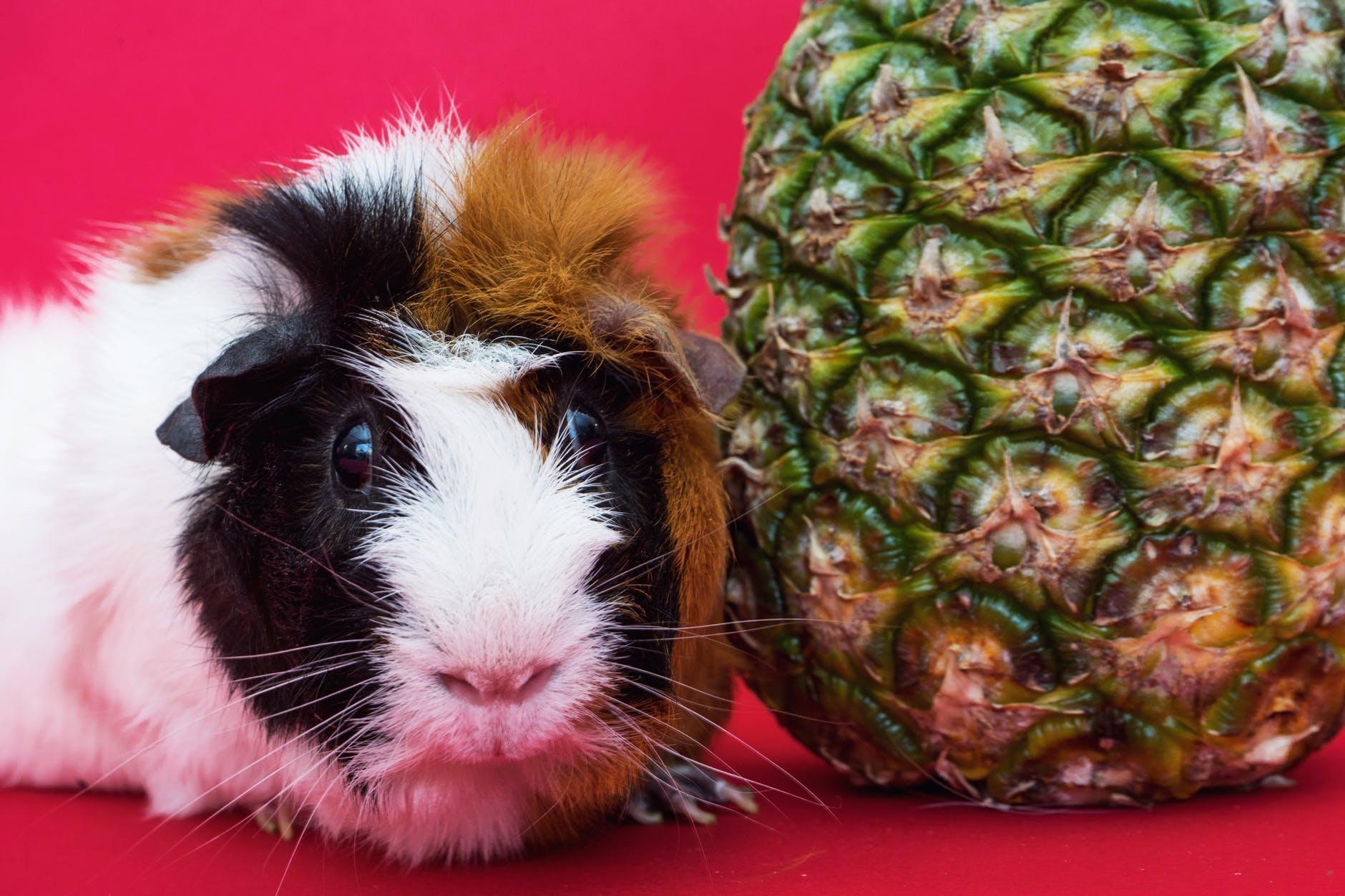 My Guinea Pig Has Diarrhea - Reasons Why & What to Do