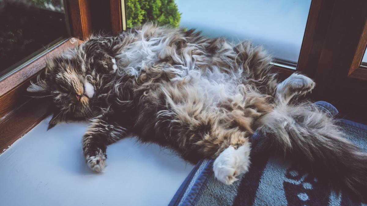 My Cat Has Swollen Testicles - Causes and Treatment